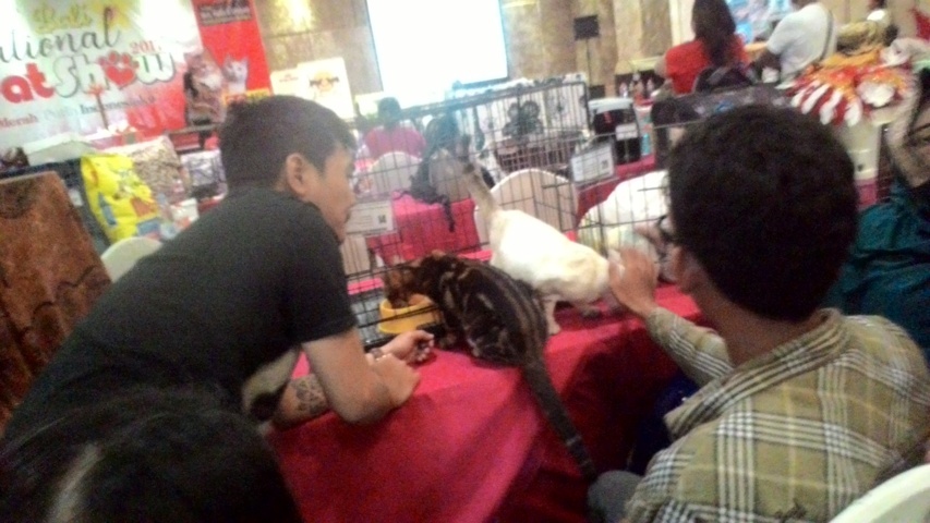 kucing