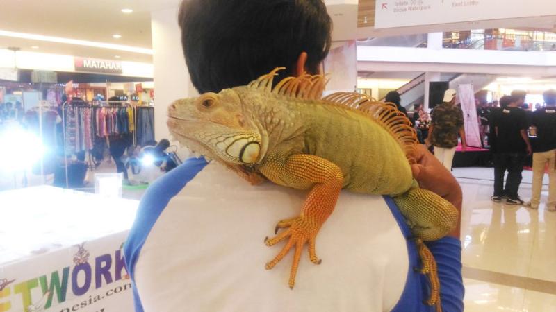 iguana