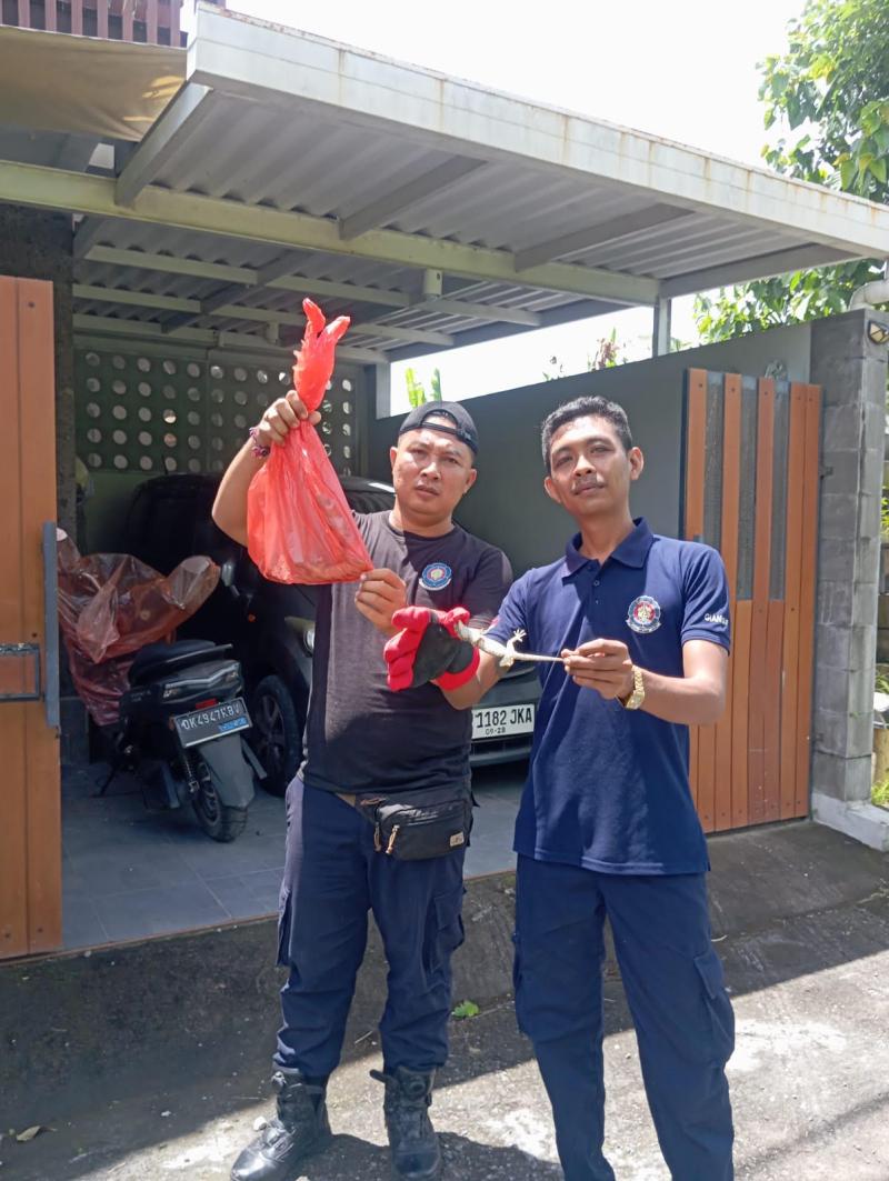 Kawanan Tokek Besarang di AC, Petugas Damkar Ambil Peran