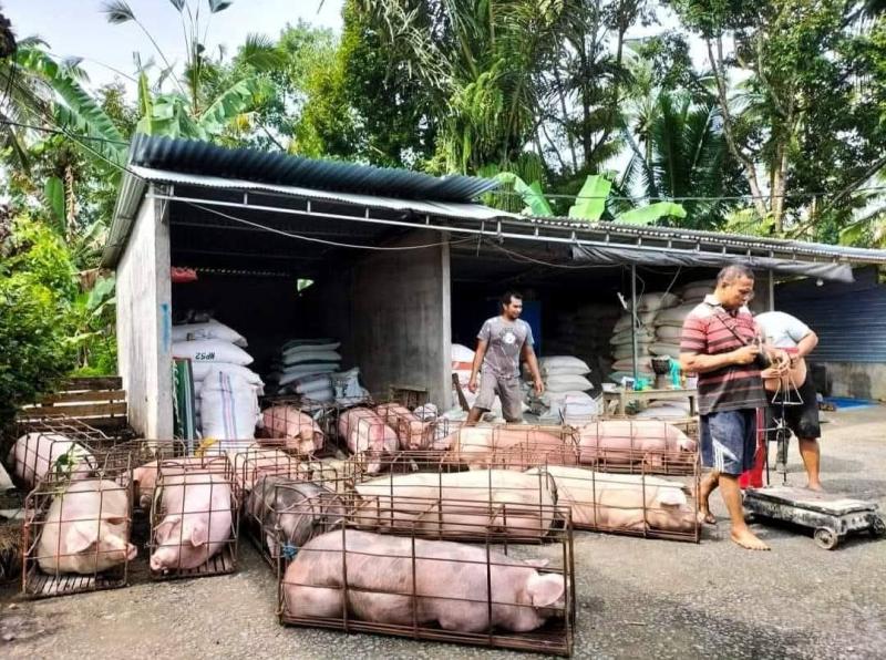 Harga Babi Tetap Tinggi PascaKuningan