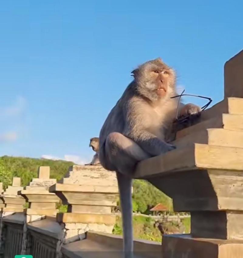 Banyak Kera Nakal, Pengelola Obyek Wisata Uluwatu dan Sangeh Minta Pemerintah Cek Rabies Secara Berkala
