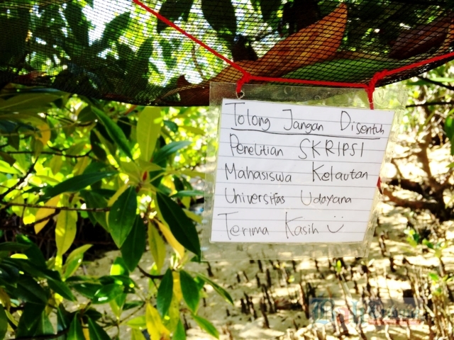 mangrove
