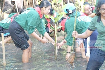 pohon
