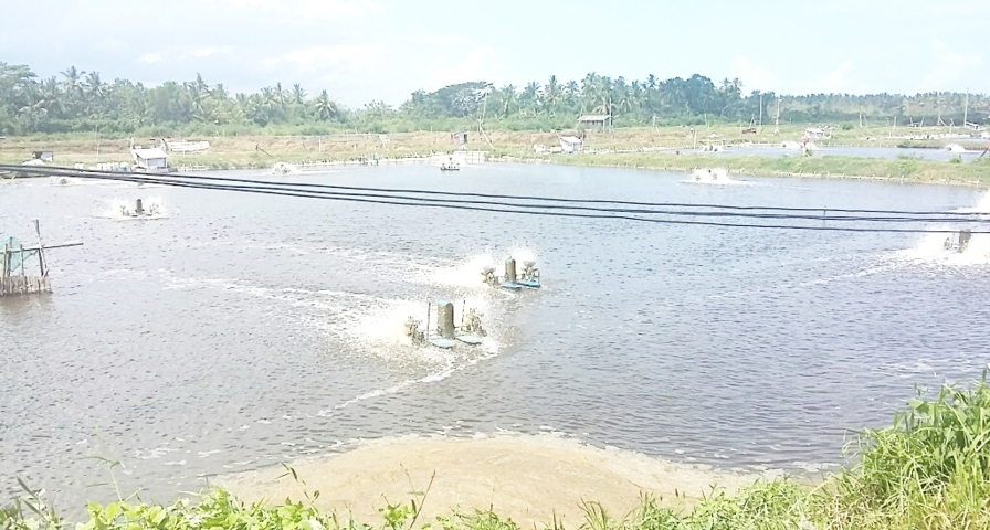 TAMBAK