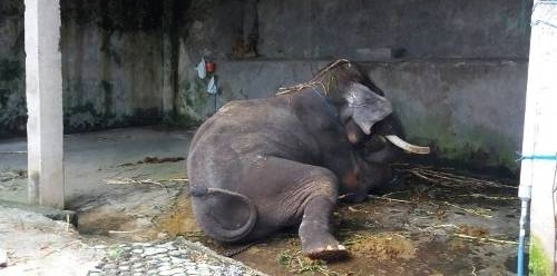 gajah