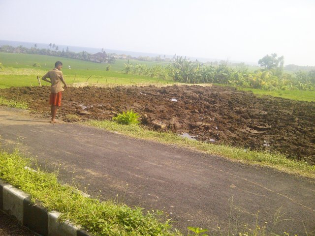 sawah