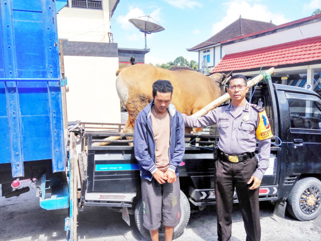 sapi