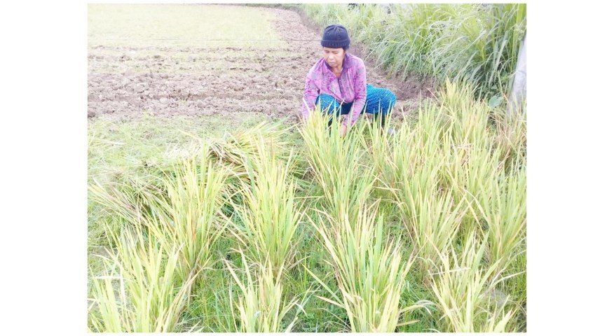 Petani 