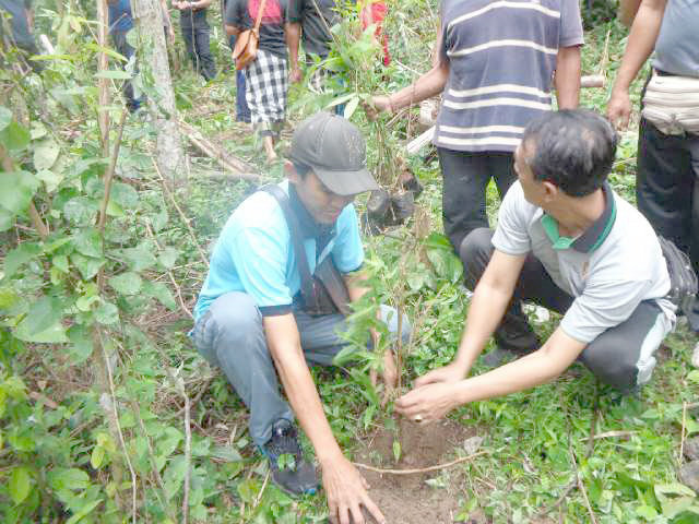 bambu 