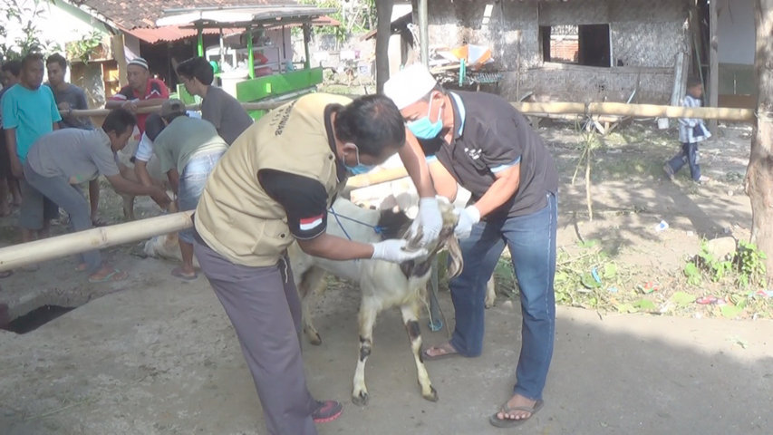 hewan qurban 