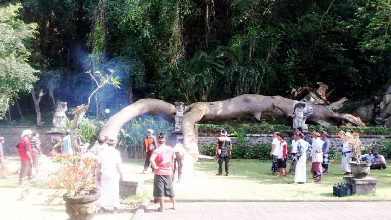 POHON