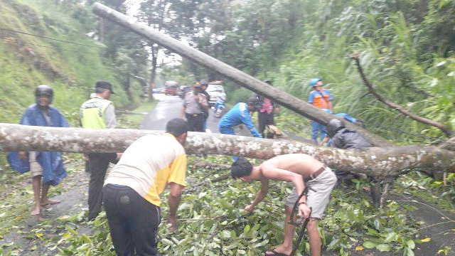 Pohon tumbang 