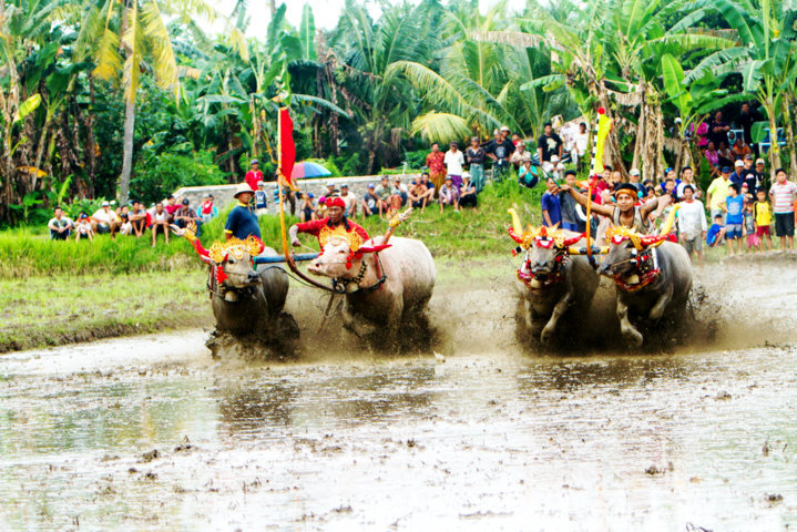mekepung
