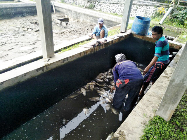 ikan