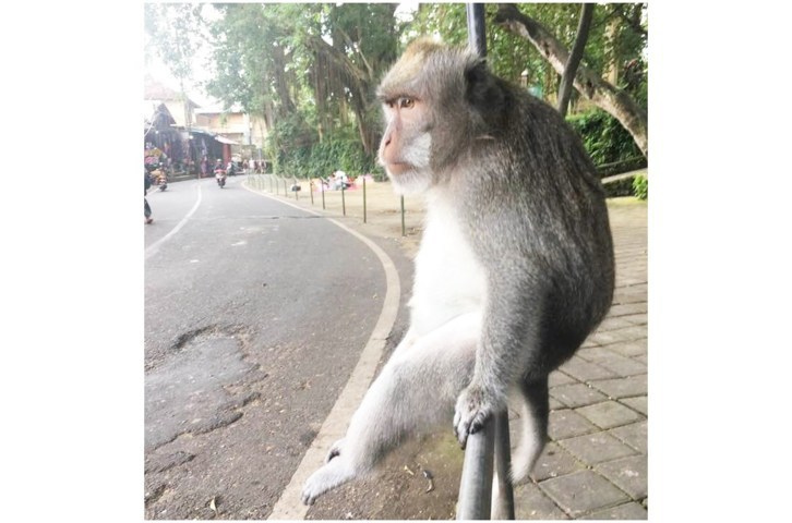 Monkey Forest 