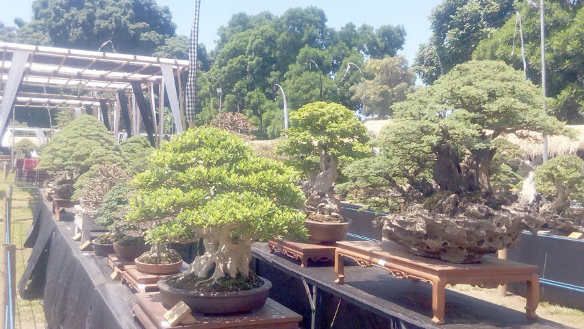 bonsai
