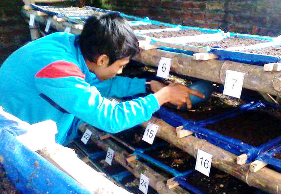 cacing tanah