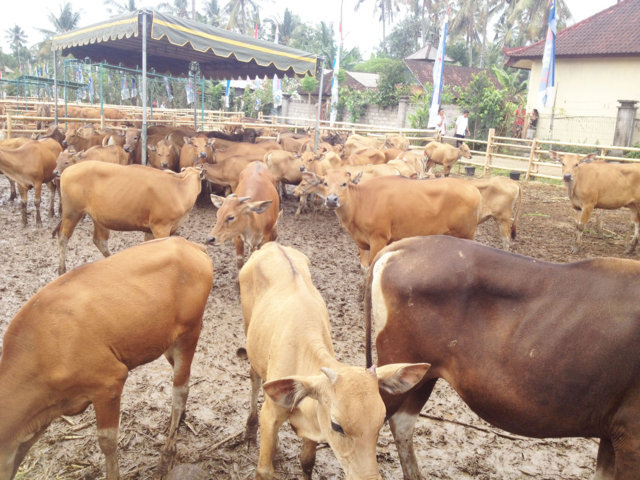 Sapi 