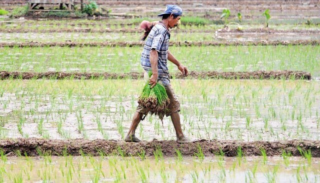 Petani