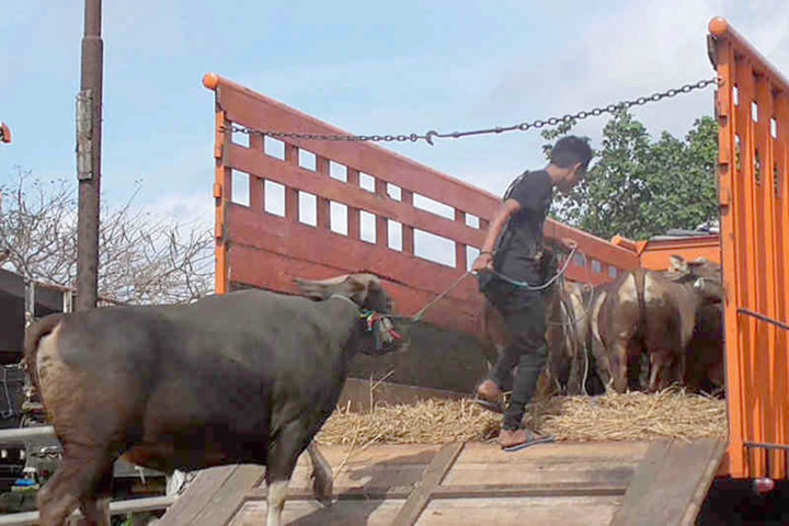 Sapi Bali 