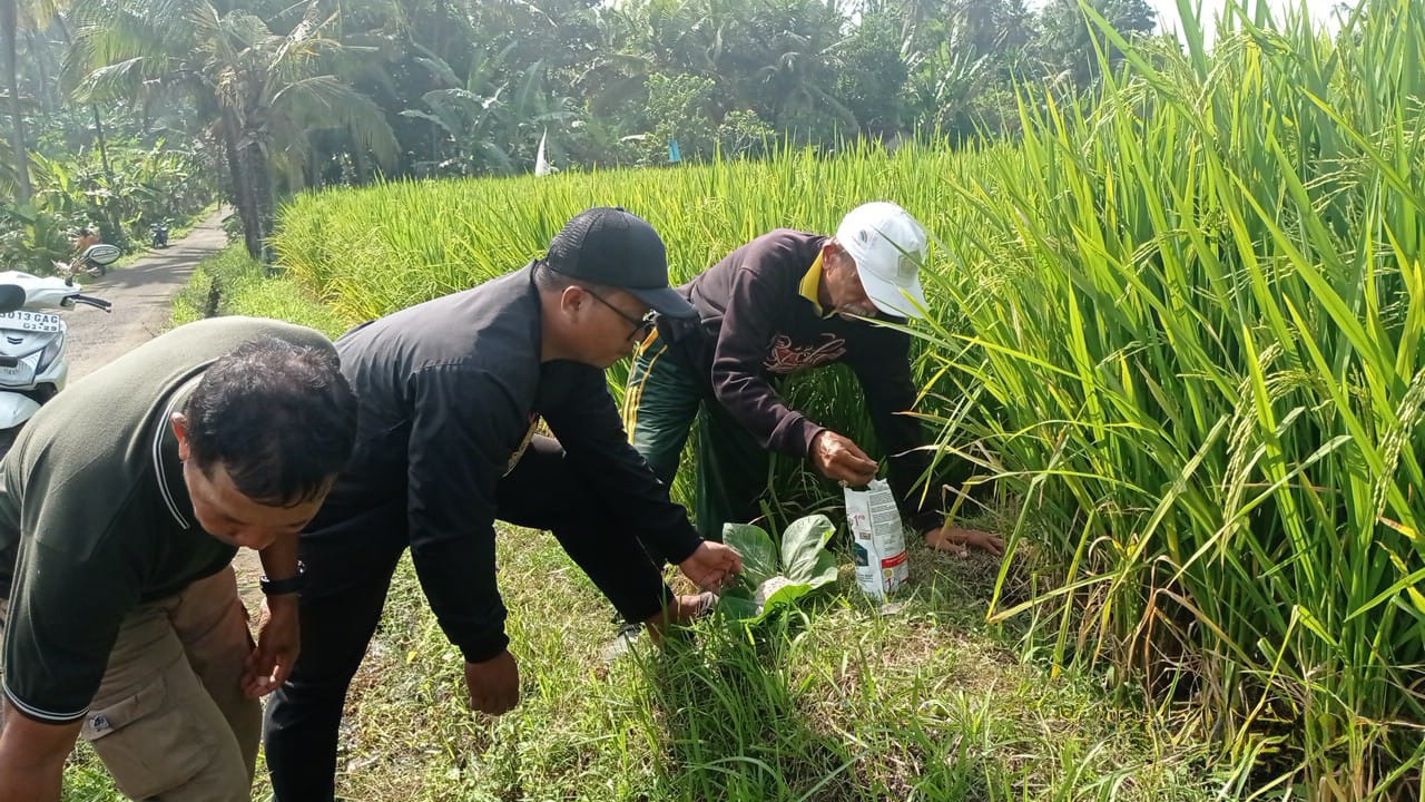 hama tikus