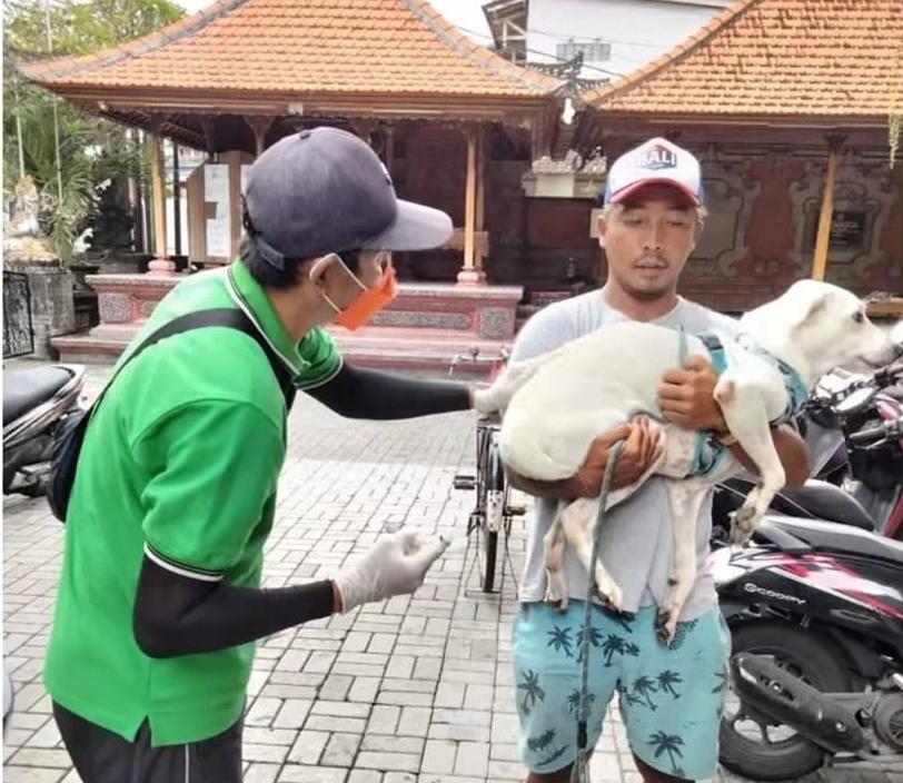 anjing