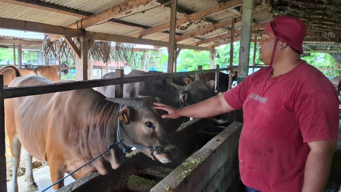 sapi pilihan presiden 