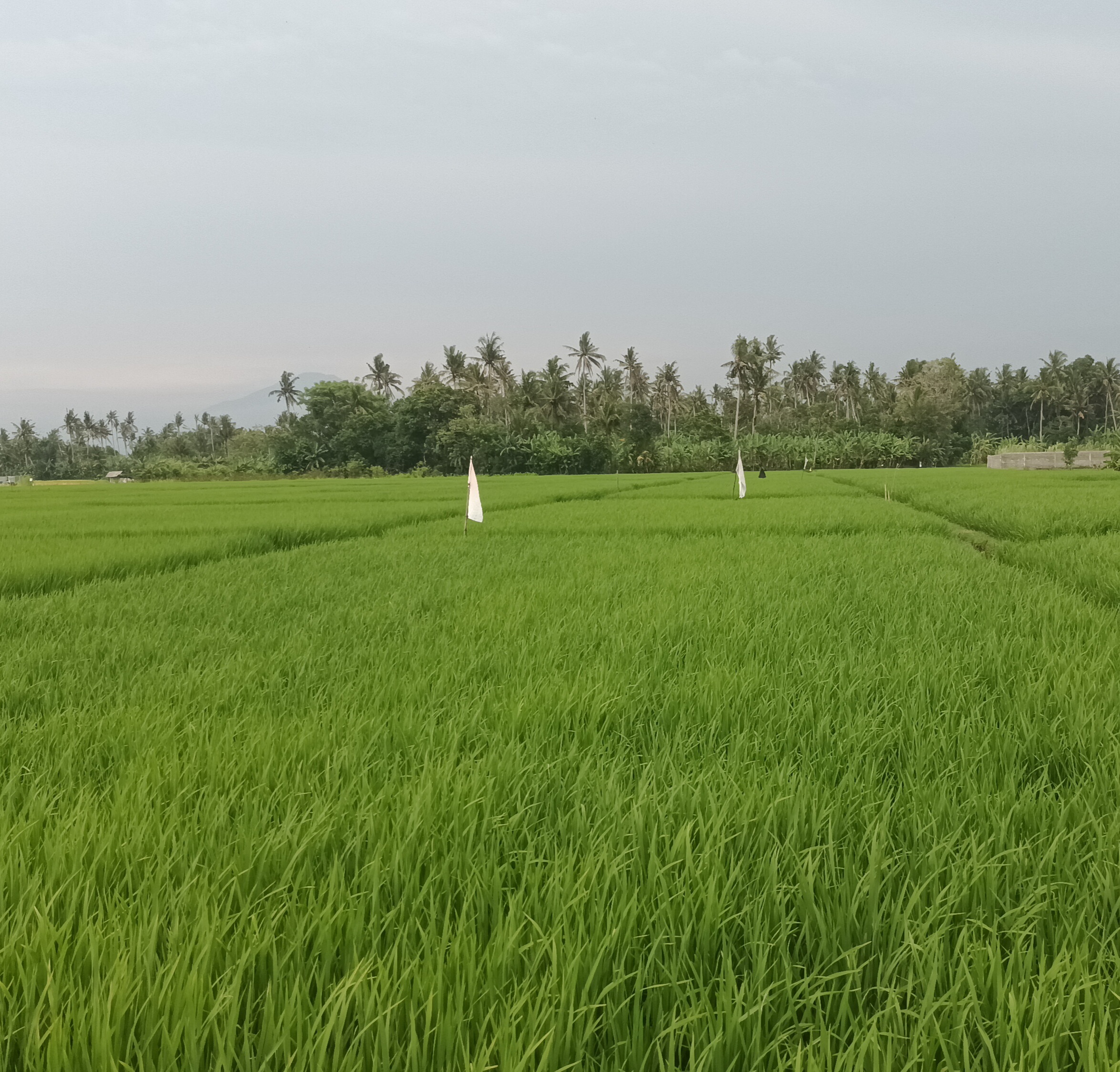 sawah
