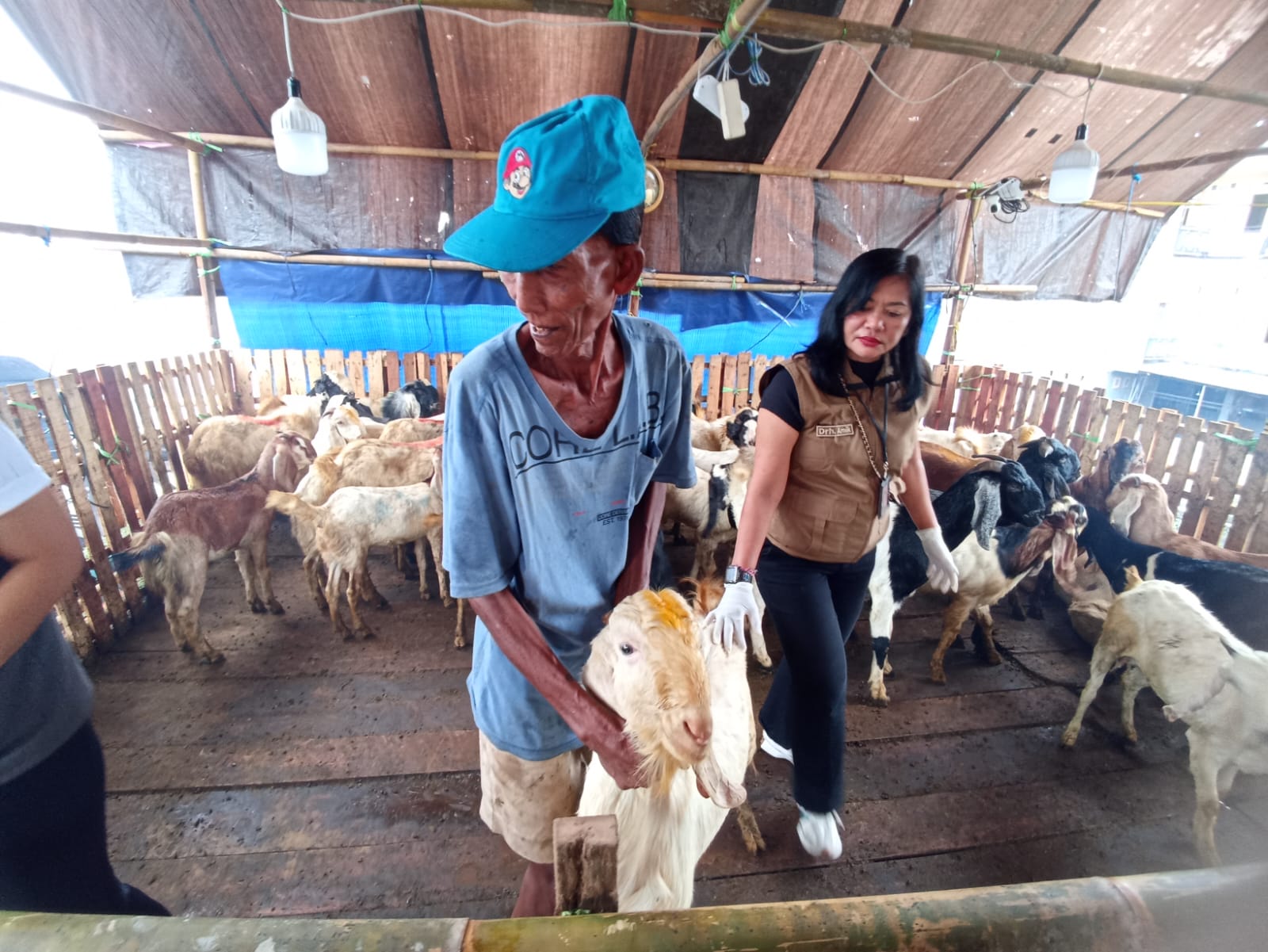 kambing kurban 