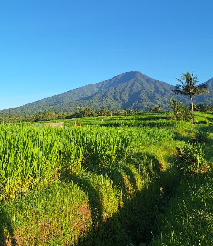 JATILUWIH