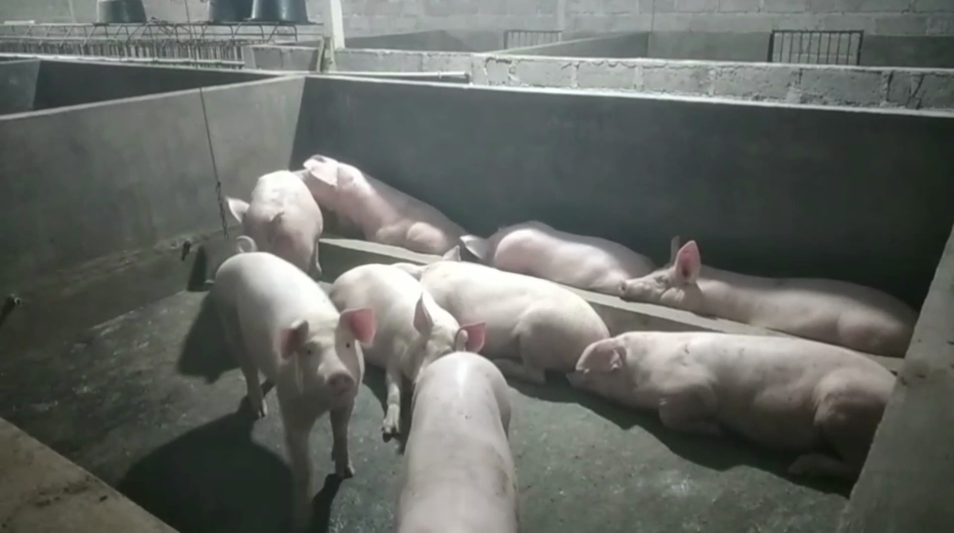 babi