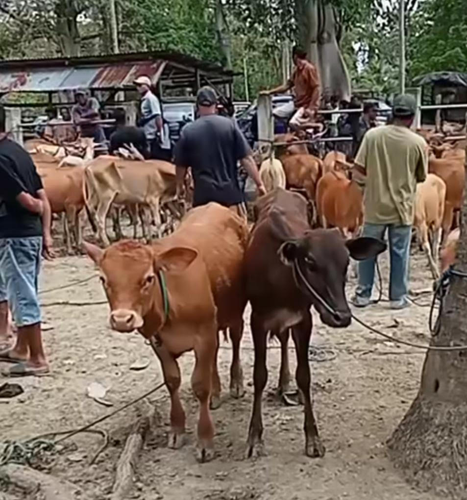 sapi kurban