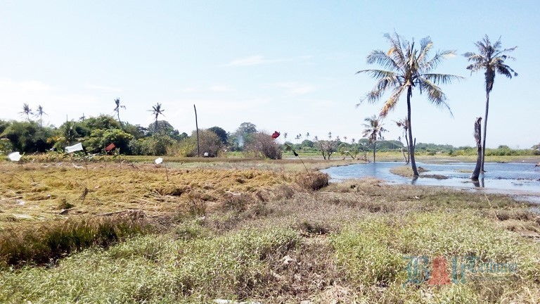 gelombang 