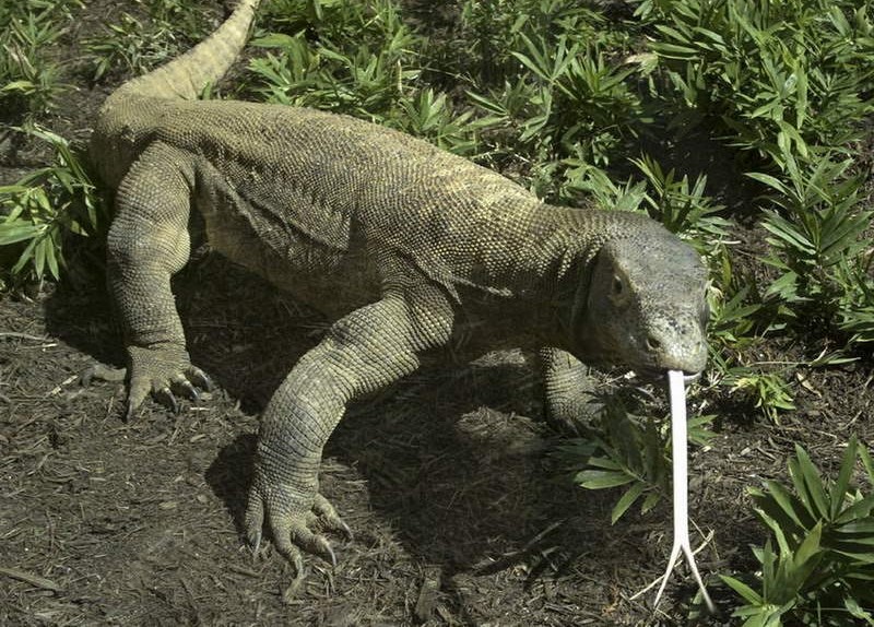 komodo