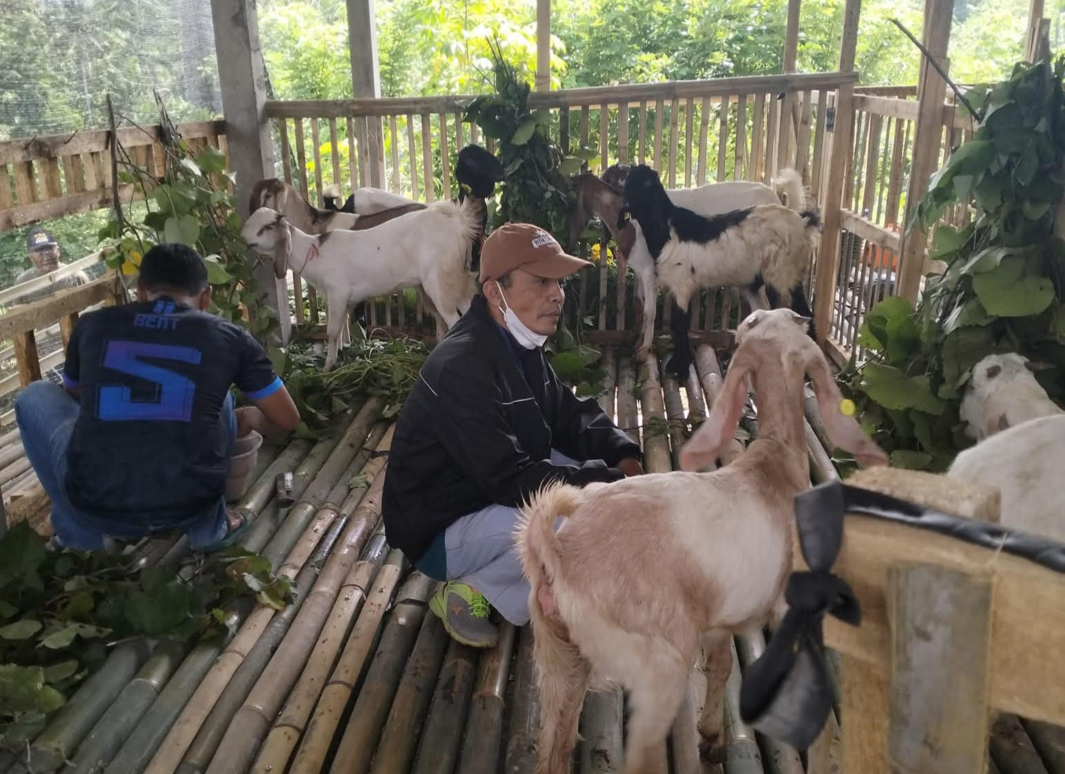 Kambing Kurban