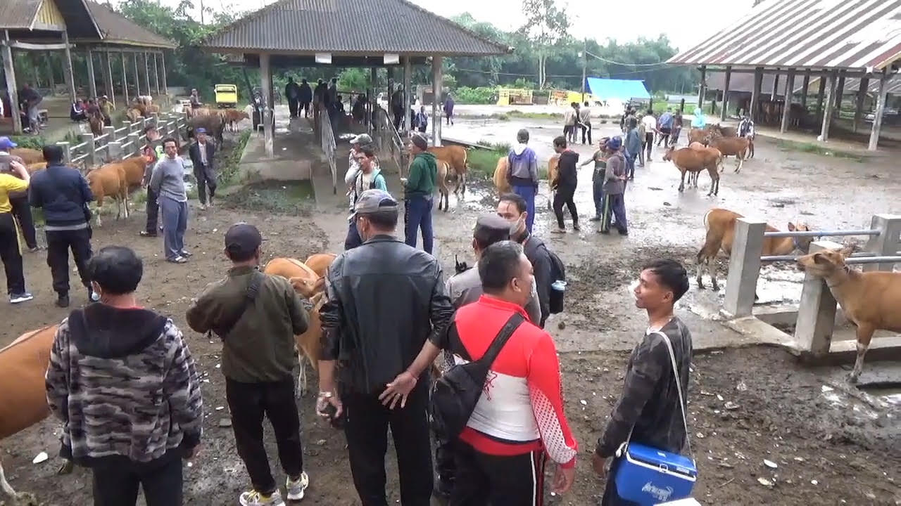 pasar hewan kayuambua