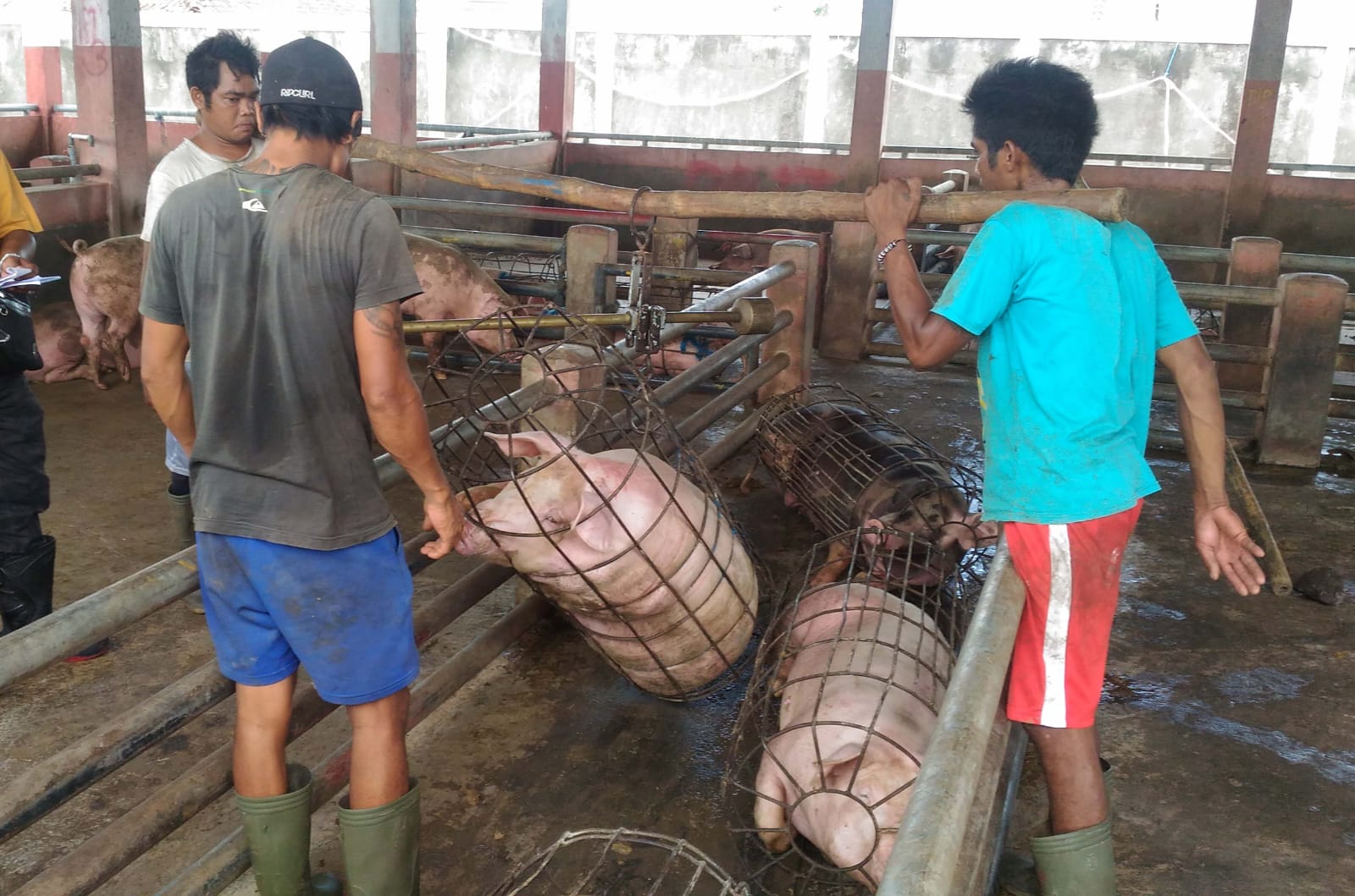 Peternak babi ketar ketir soal virus ASF yang menimbulkan kematian.