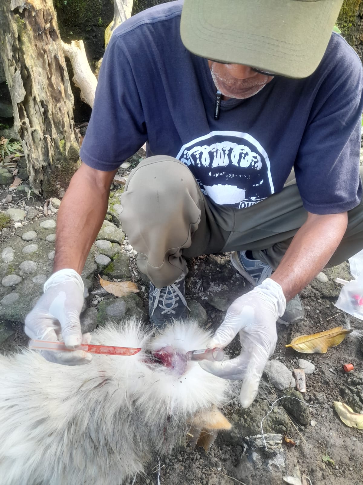 sampel anjing rabies 