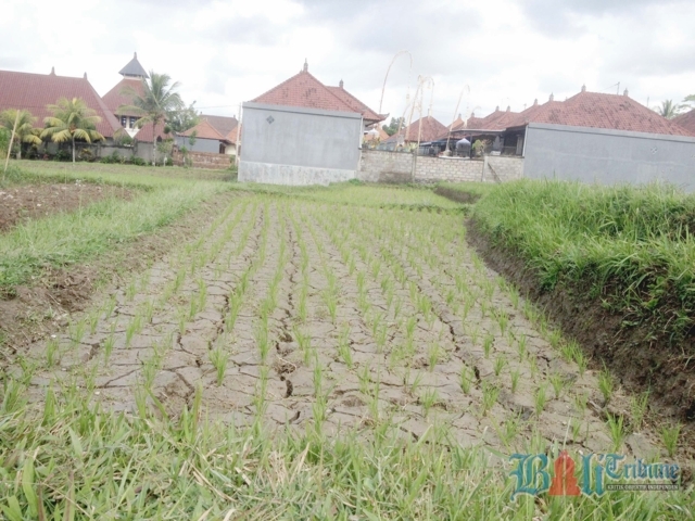 petani