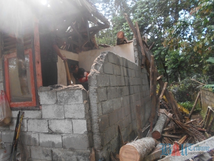 pohon tumbang