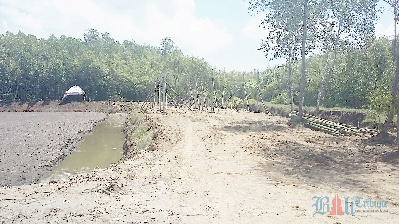 mangrove