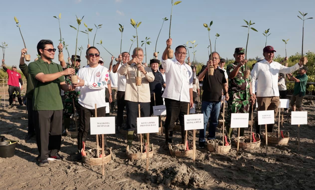 tanam pohon mangrove