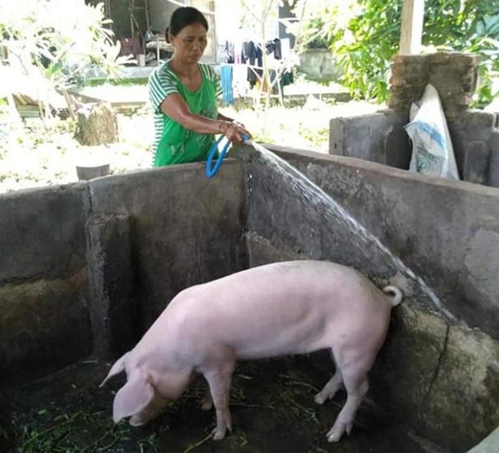 ternak babi