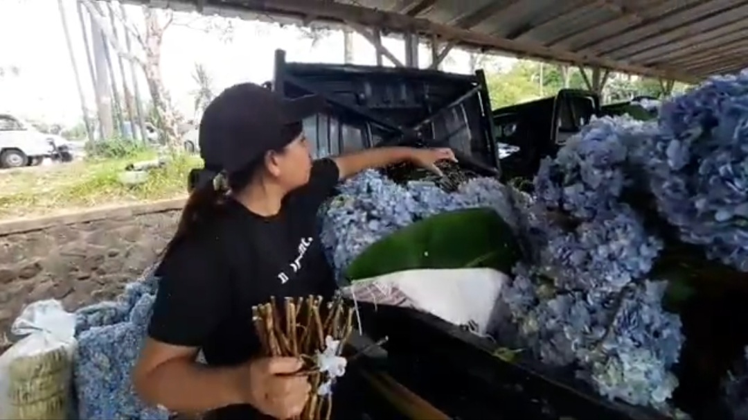 bunga pecah seribu langka 