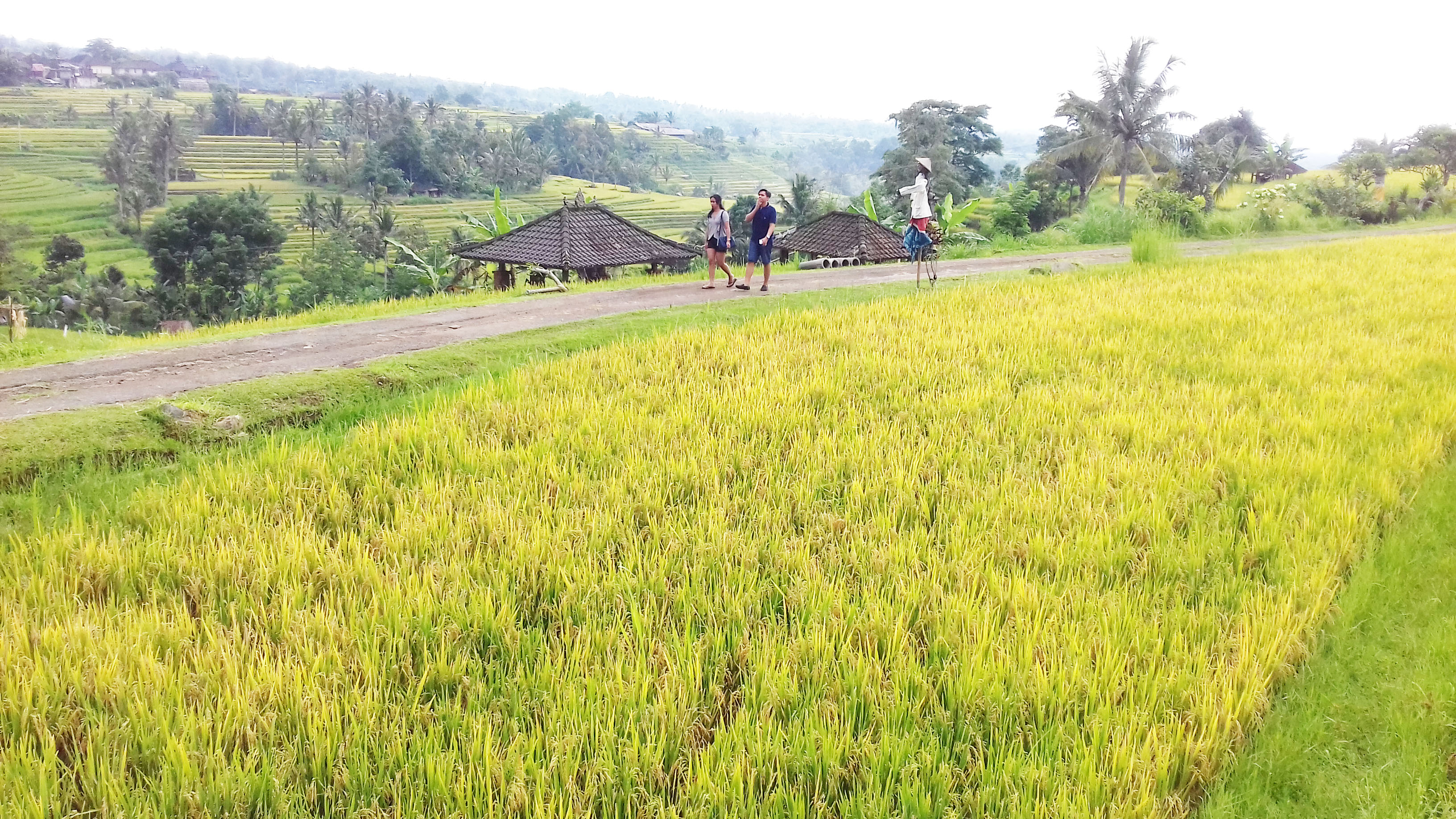 Jatiluwih