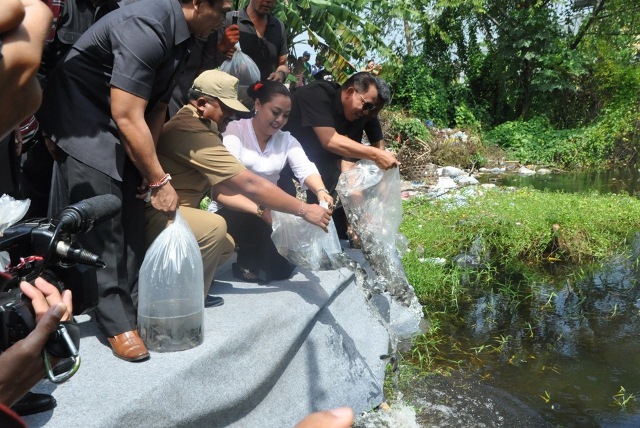 ikan nila