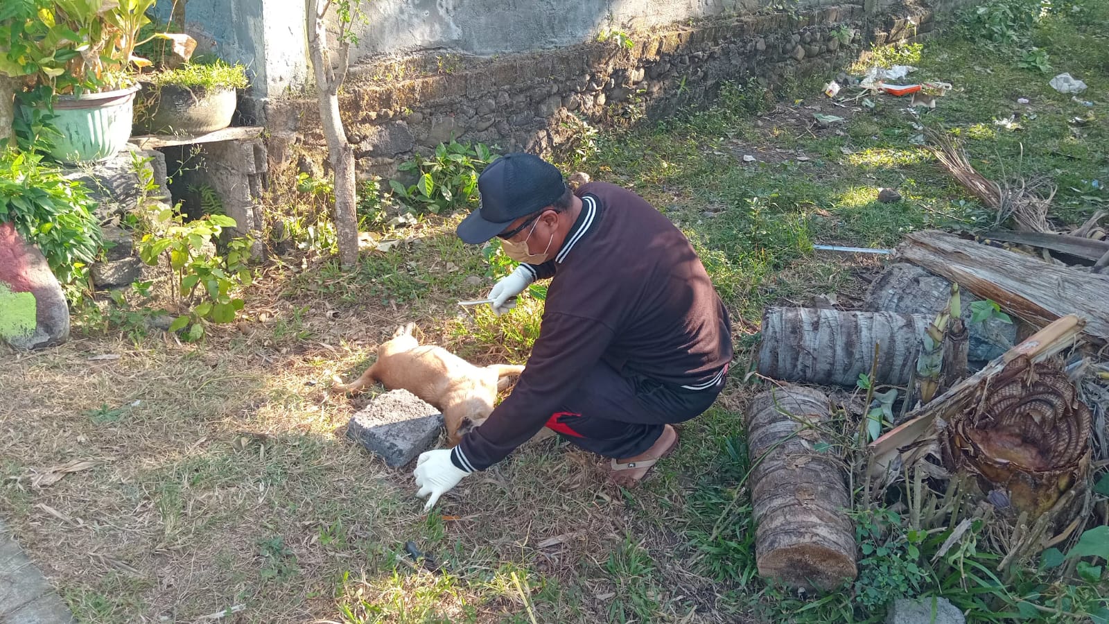 Anjing rabies 