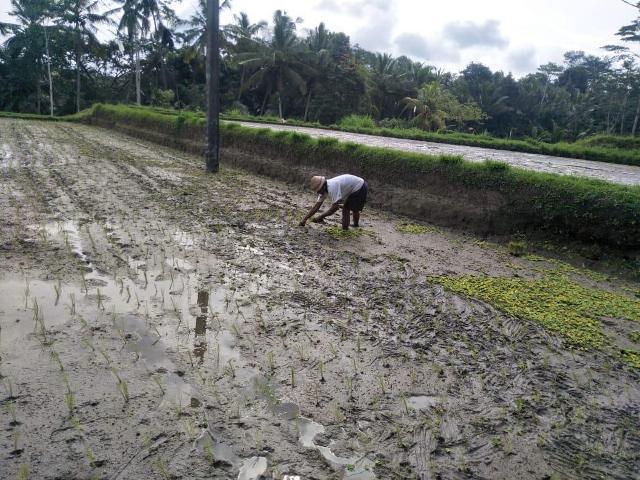 Petani