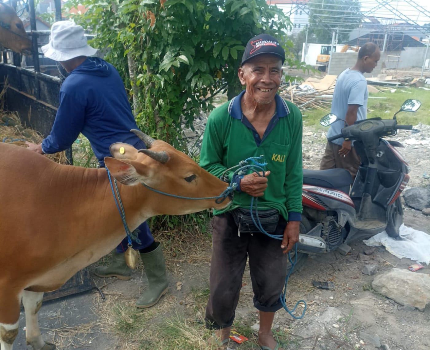Bantuan Induk Sapi 