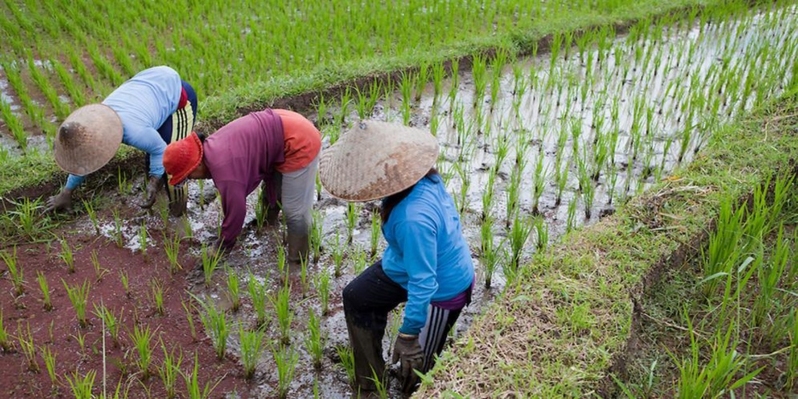 Sawah